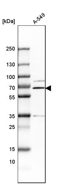 ERp72 Antibody - BSA Free Western Blot: ERp72 Antibody - BSA Free [NBP1-84795]