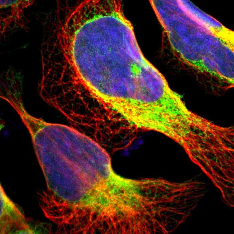 ERp57/PDIA3 Antibody - BSA Free Immunocytochemistry/ Immunofluorescence: ERp57/PDIA3 Antibody [NBP1-84796]