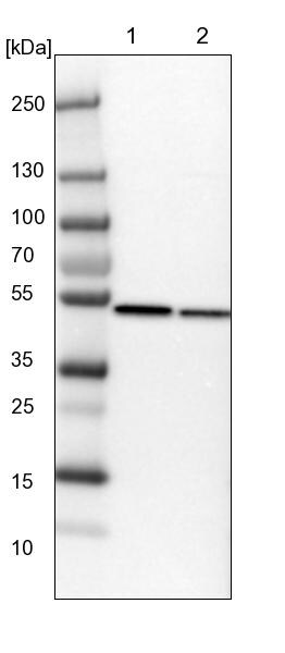 PDIA6 Antibody - BSA Free Western Blot: PDIA6 Antibody - BSA Free [NBP1-84798]