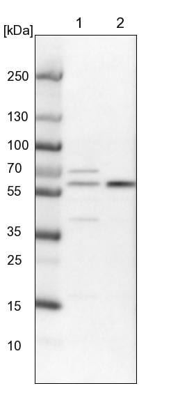 ERO1L Antibody - BSA Free Western Blot: ERO1L Antibody - BSA Free [NBP1-84799]