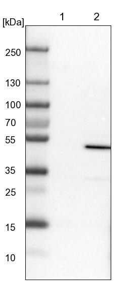 ERO1L Antibody - BSA Free Western Blot: ERO1L Antibody - BSA Free [NBP1-84800]