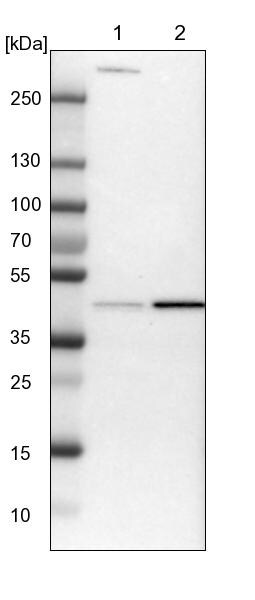 ERK1 Antibody - BSA Free Western Blot: ERK1 Antibody - BSA Free [NBP1-84807]