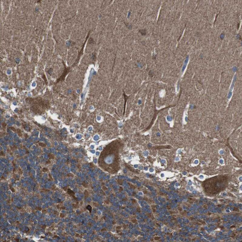 CISD2 Antibody - BSA Free Immunohistochemistry-Paraffin: CISD2 Antibody - BSA Free [NBP1-84809]