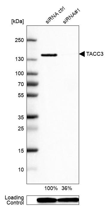 TACC3 Antibody - BSA Free Western Blot: TACC3 Antibody - BSA Free [NBP1-84810]
