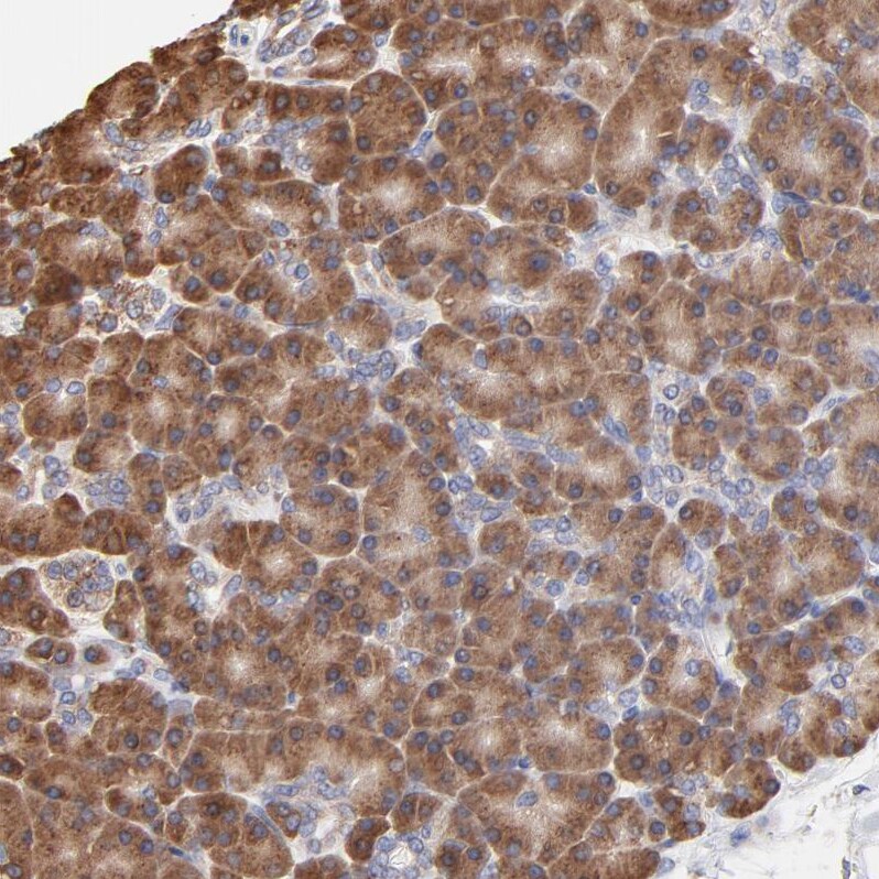 LMAN1 Antibody - BSA Free Immunohistochemistry-Paraffin: LMAN1 Antibody - BSA Free [NBP1-84812]