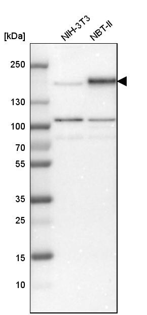 EGFR Antibody - BSA Free Western Blot: EGFR Antibody - BSA Free [NBP1-84814]