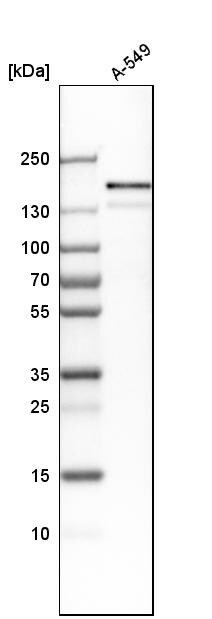 EGFR Antibody - BSA Free Western Blot: EGFR Antibody - BSA Free [NBP1-84814]
