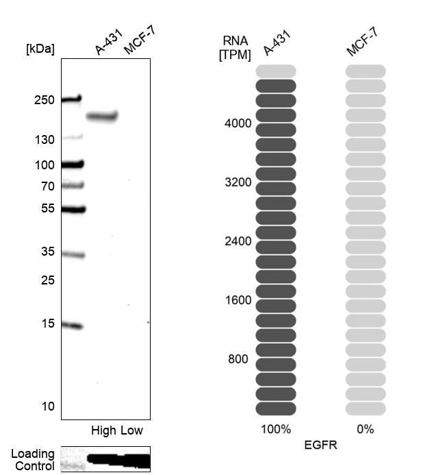 EGFR Antibody - BSA Free Western Blot: EGFR Antibody - BSA Free [NBP1-84815]