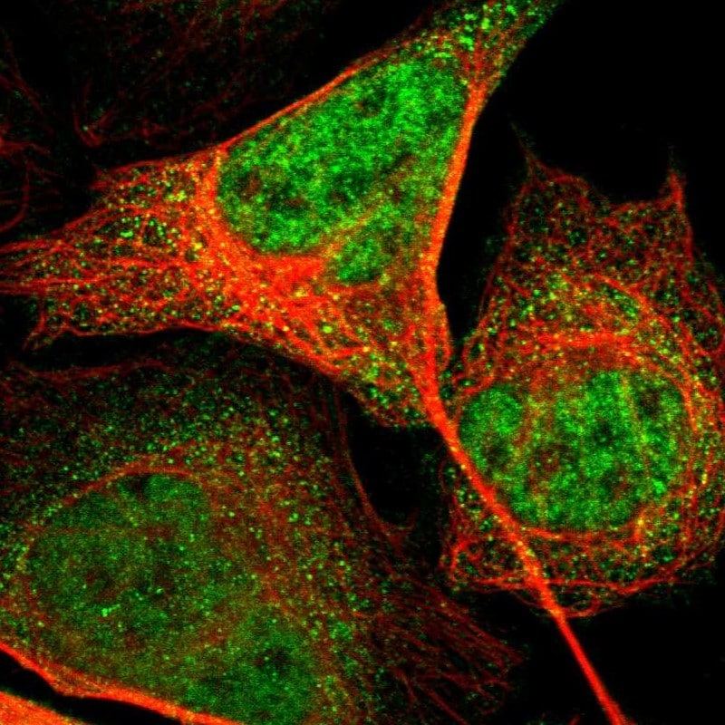Ephrin-B2 Antibody - BSA Free Immunocytochemistry/ Immunofluorescence: Ephrin-B2 Antibody [NBP1-84830]
