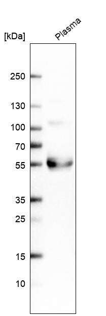 TFPI Antibody - BSA Free Western Blot: TFPI Antibody - BSA Free [NBP1-84831]