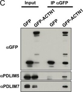 PDLIM7 Antibody - BSA Free