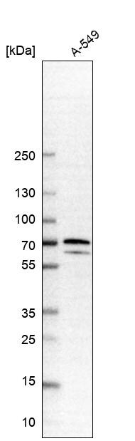 PDLIM5 Antibody - BSA Free Western Blot: PDLIM5 Antibody - BSA Free [NBP1-84842]