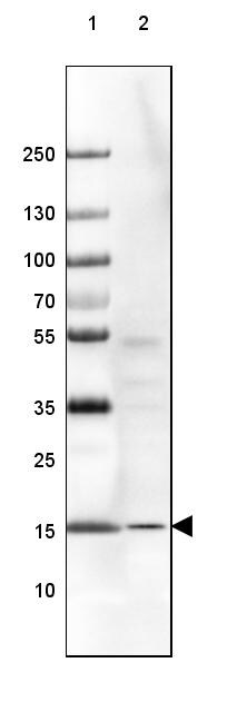 RPS14 Antibody - BSA Free Western Blot: RPS14 Antibody - BSA Free [NBP1-84847]