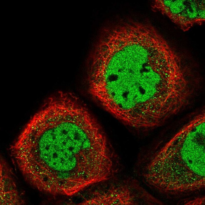 EMI1 Antibody - BSA Free Immunocytochemistry/ Immunofluorescence: EMI1 Antibody [NBP1-84850]