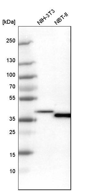 EMAP-II/AIMP1 Antibody - BSA Free Western Blot: EMAP-II/AIMP1 Antibody - BSA Free [NBP1-84851]