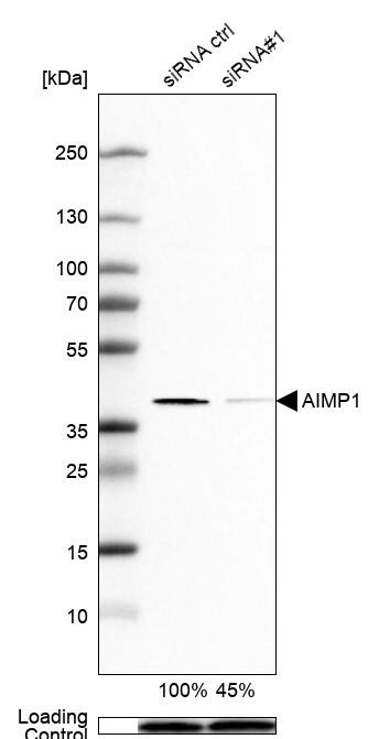 EMAP-II/AIMP1 Antibody - BSA Free Western Blot: EMAP-II/AIMP1 Antibody - BSA Free [NBP1-84851]