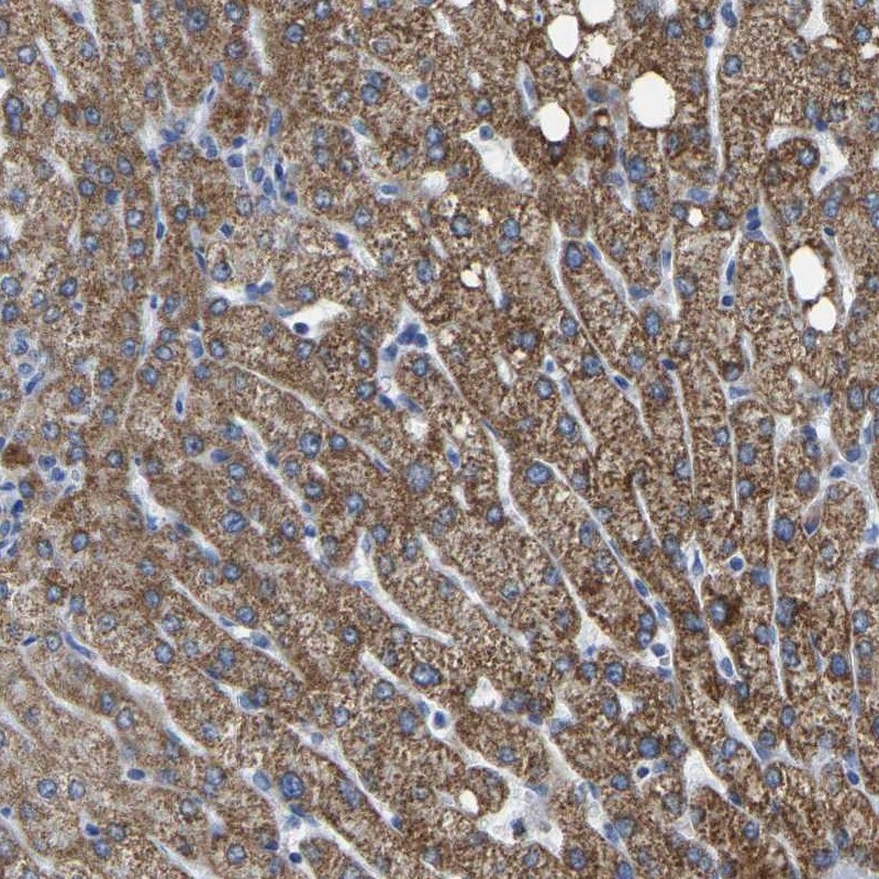 ETFA Antibody - BSA Free Immunohistochemistry-Paraffin: ETFA Antibody [NBP1-84855]