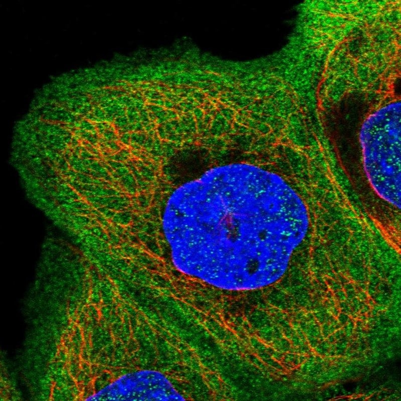 AFAP1L2 Antibody - BSA Free Immunocytochemistry/ Immunofluorescence: AFAP1L2 Antibody [NBP1-84859]