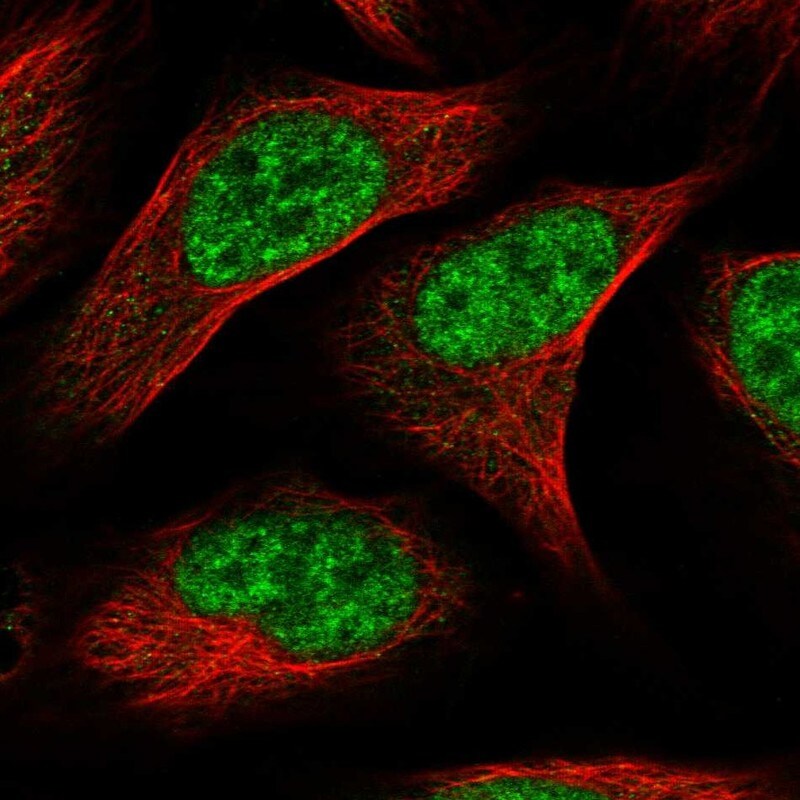CWC22 Antibody - BSA Free Immunocytochemistry/ Immunofluorescence: CWC22 Antibody [NBP1-84864]