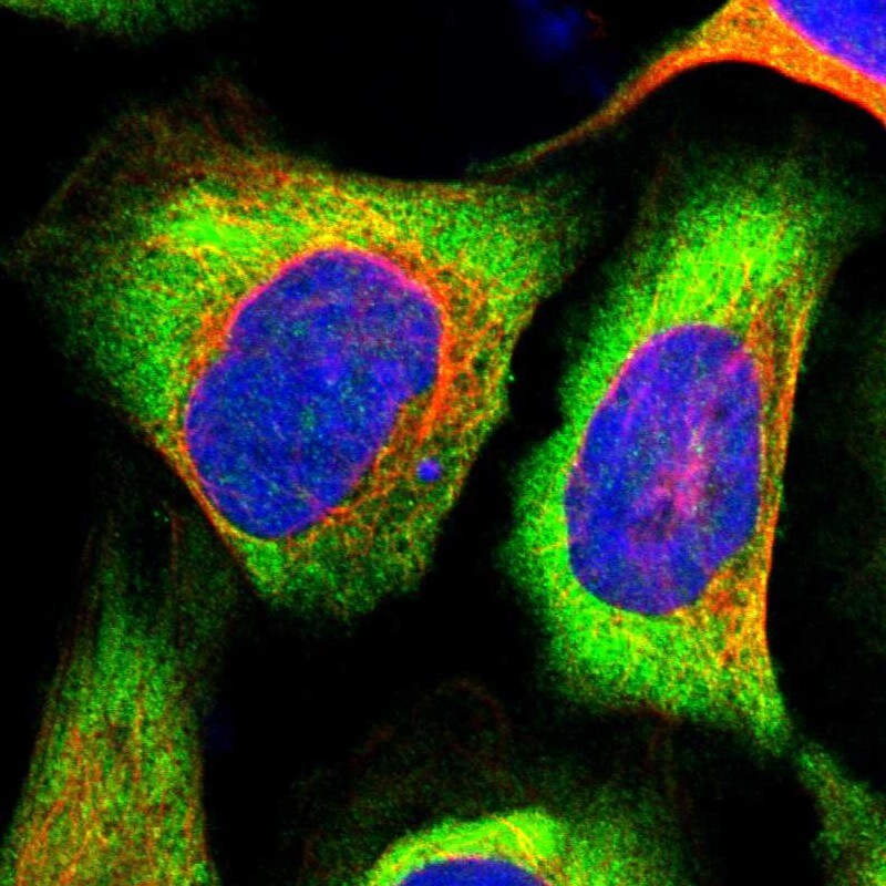 EIF3S3 Antibody - BSA Free Immunocytochemistry/ Immunofluorescence: EIF3S3 Antibody [NBP1-84870]