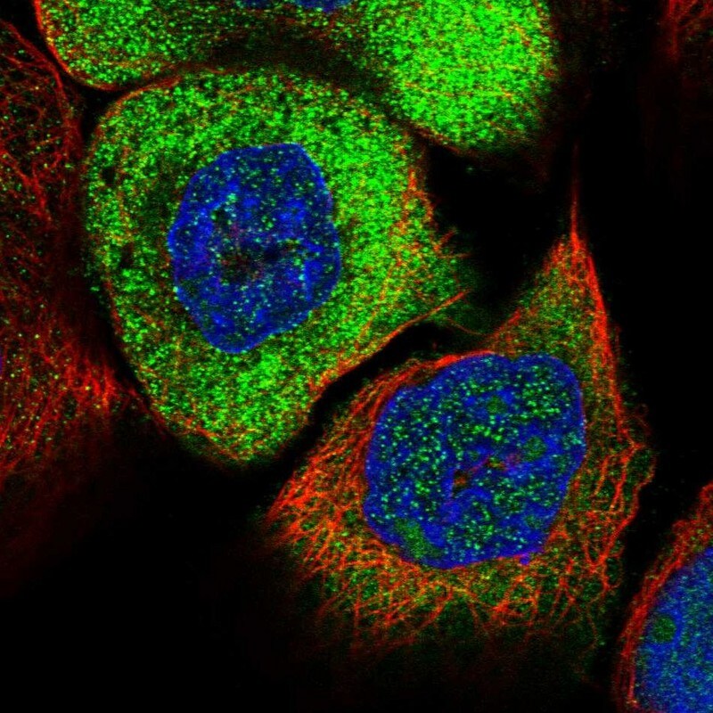 EIF3A Antibody - BSA Free Immunocytochemistry/ Immunofluorescence: EIF3A Antibody [NBP1-84875]
