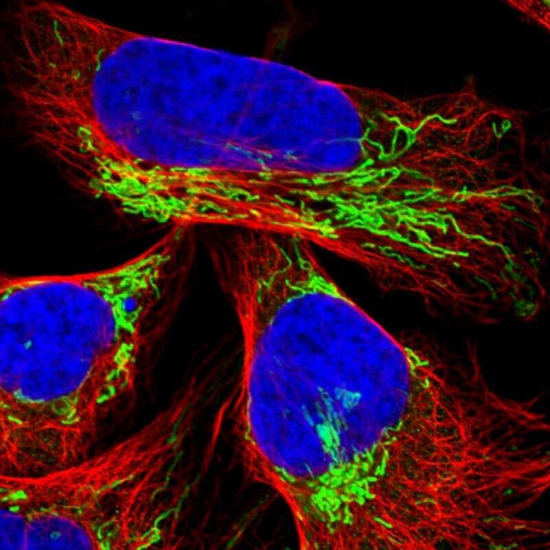 TUFM Antibody - BSA Free Immunocytochemistry/ Immunofluorescence: TUFM Antibody [NBP1-84890]