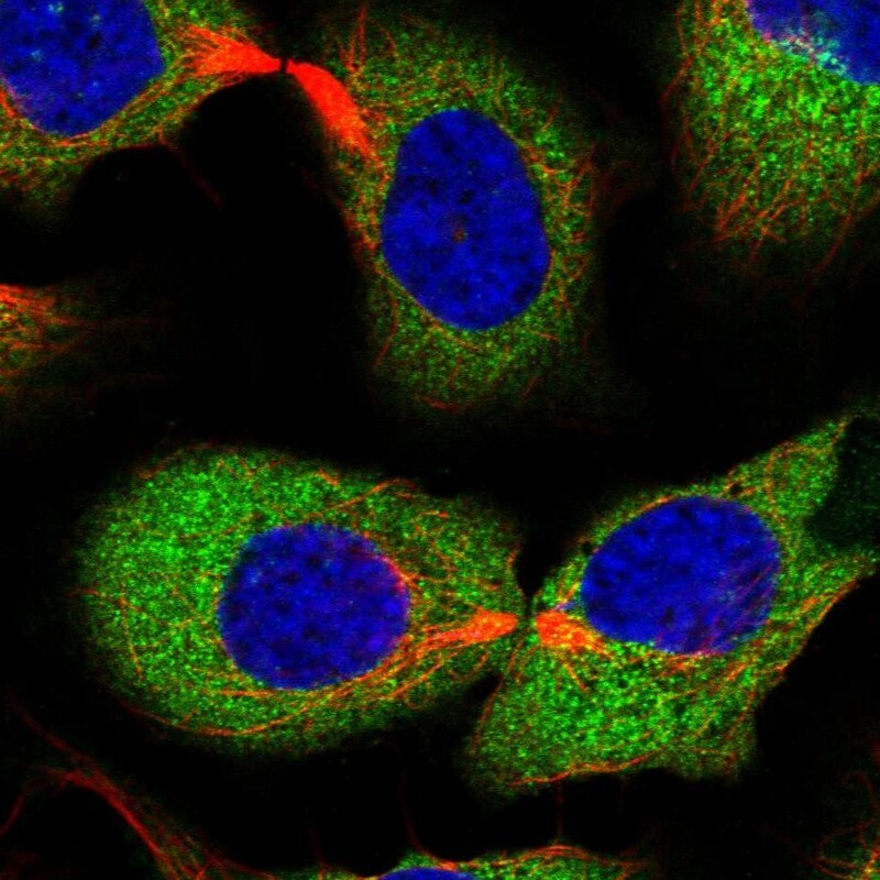 EPRS Antibody - BSA Free Immunocytochemistry/ Immunofluorescence: EPRS Antibody [NBP1-84929]