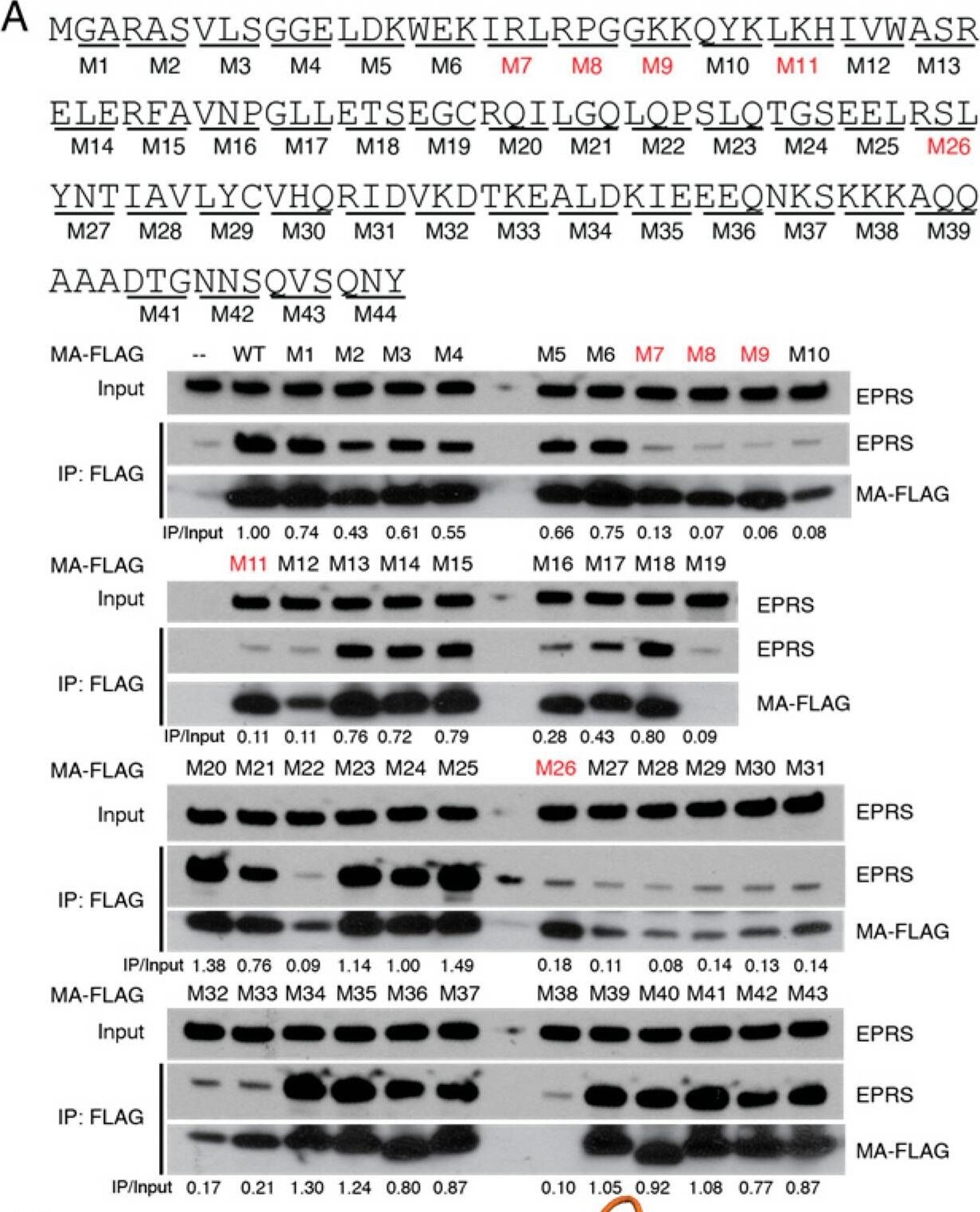 EPRS Antibody - BSA Free