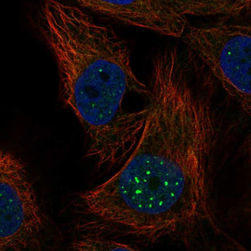 Rev-erb A alpha/NR1D1 Antibody - BSA Free Immunocytochemistry/ Immunofluorescence: Rev-erb A alpha/NR1D1 Antibody [NBP1-84931]