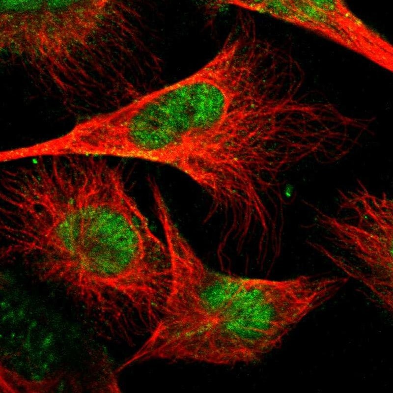 GABPA Antibody - BSA Free Immunocytochemistry/ Immunofluorescence: GABPA Antibody [NBP1-84942]