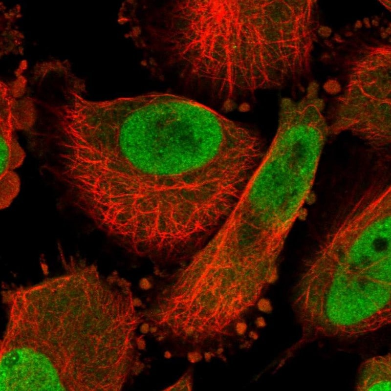 GCH1 Antibody - BSA Free Immunocytochemistry/ Immunofluorescence: GCH1 Antibody [NBP1-84949]
