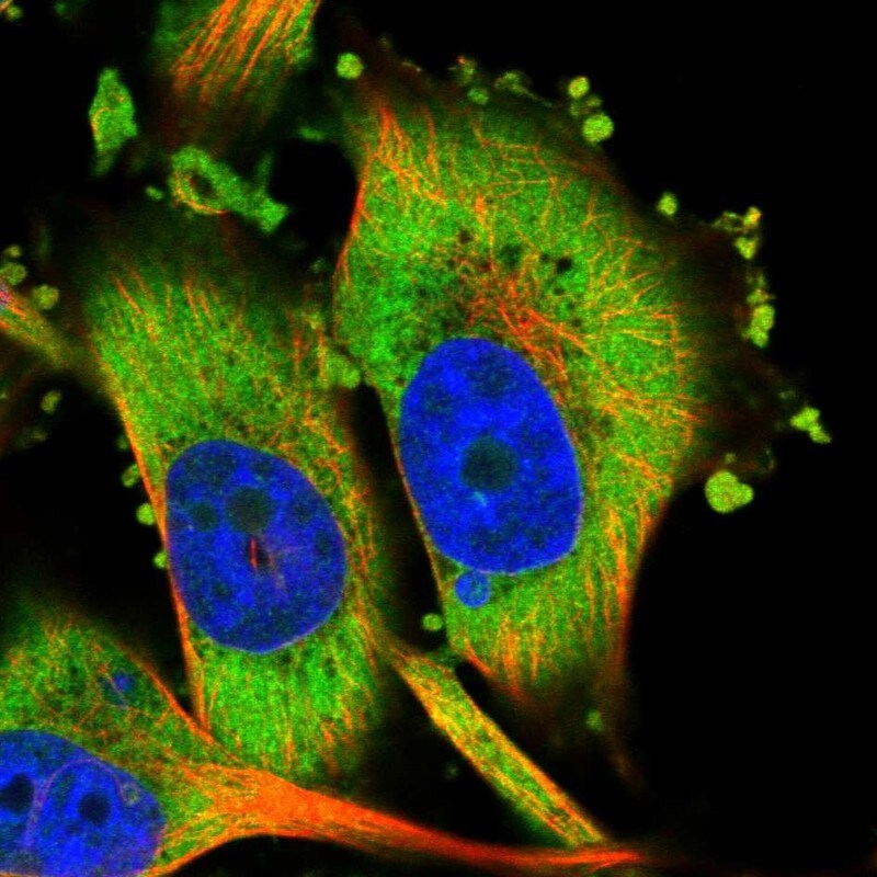 HIPK3 Antibody - BSA Free Immunocytochemistry/ Immunofluorescence: HIPK3 Antibody [NBP1-84950]