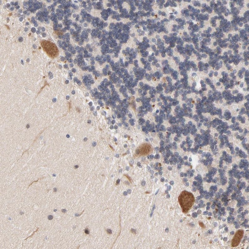 UBL4A Antibody - BSA Free Immunohistochemistry-Paraffin: UBL4A Antibody [NBP1-84956]