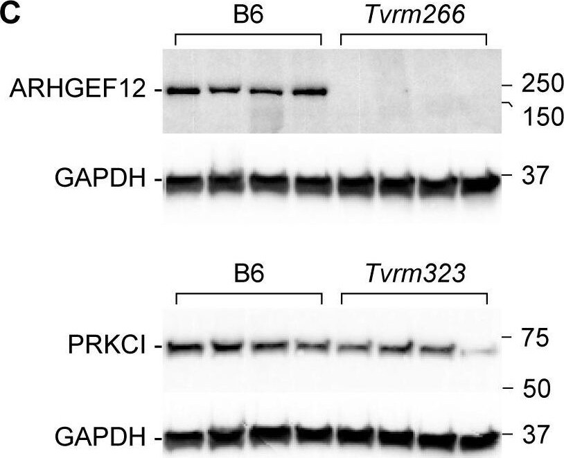 PKC iota Antibody - BSA Free