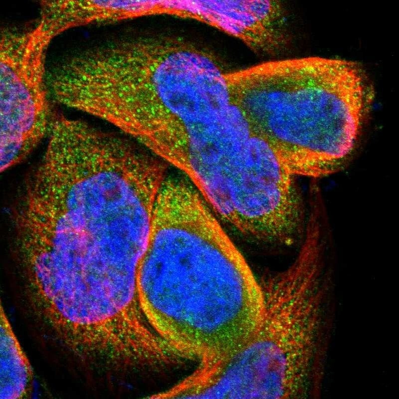DPP8 Antibody - BSA Free Immunocytochemistry/ Immunofluorescence: DPP8 Antibody [NBP1-84993]