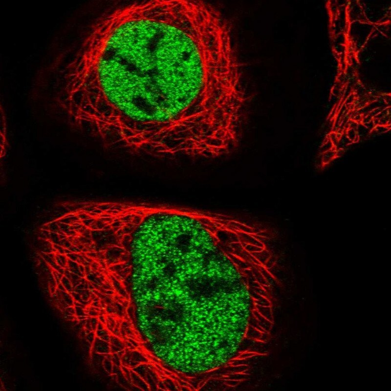 ZMIZ2 Antibody - BSA Free Immunocytochemistry/ Immunofluorescence: ZMIZ2 Antibody [NBP1-85032]