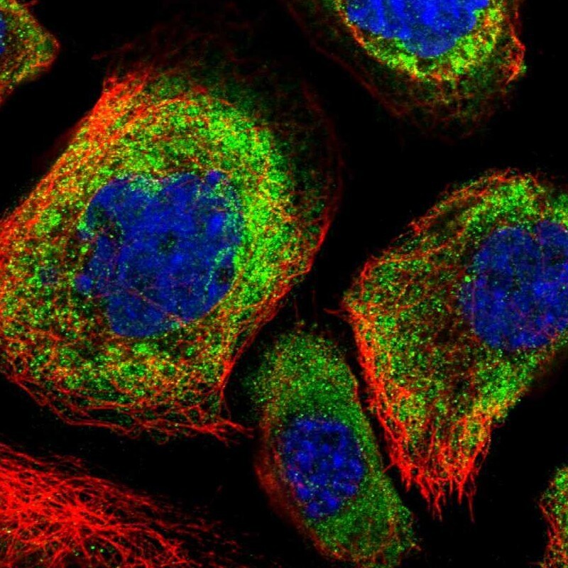 OTUD5 Antibody - BSA Free Immunocytochemistry/ Immunofluorescence: OTUD5 Antibody [NBP1-85044]