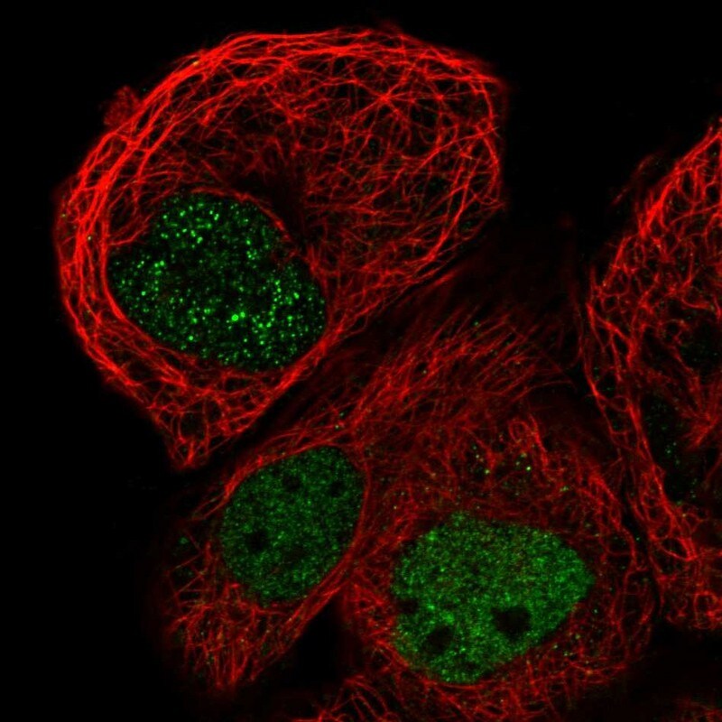 RBM48 Antibody - BSA Free Immunocytochemistry/ Immunofluorescence: RBM48 Antibody [NBP1-85077]