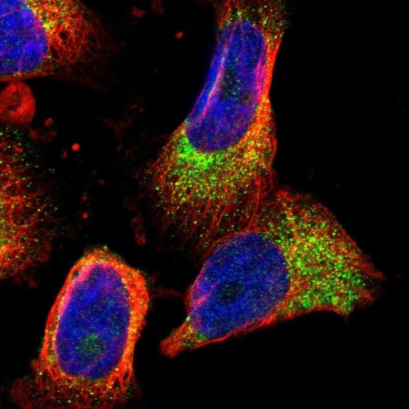 PDCL Antibody - BSA Free Immunocytochemistry/ Immunofluorescence: PDCL Antibody [NBP1-85079]