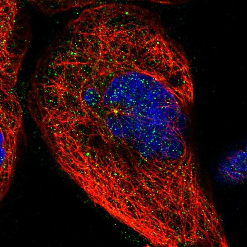 BRMS1 Antibody - BSA Free Immunocytochemistry/ Immunofluorescence: BRMS1 Antibody [NBP1-85090]