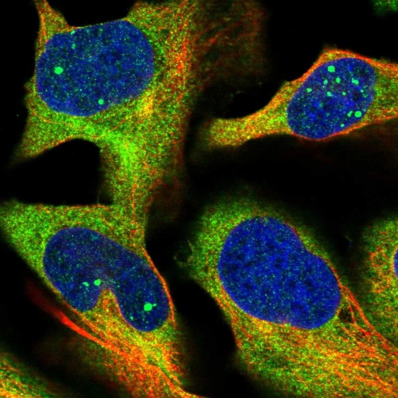 HBS1L Antibody - BSA Free Immunocytochemistry/ Immunofluorescence: HBS1L Antibody [NBP1-85123]