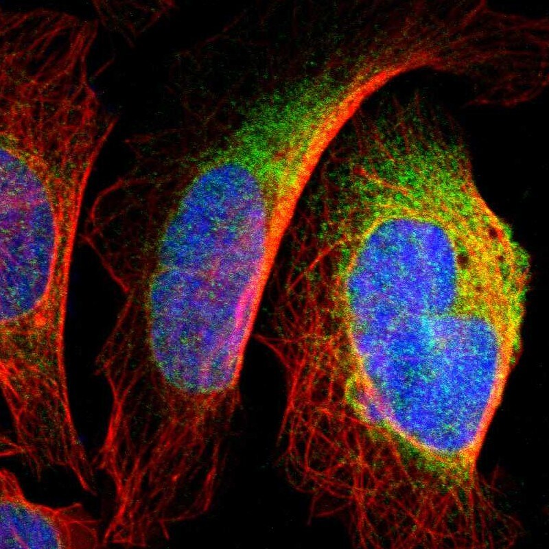 DNAJB12 Antibody - BSA Free Immunocytochemistry/ Immunofluorescence: DNAJB12 Antibody [NBP1-85208]