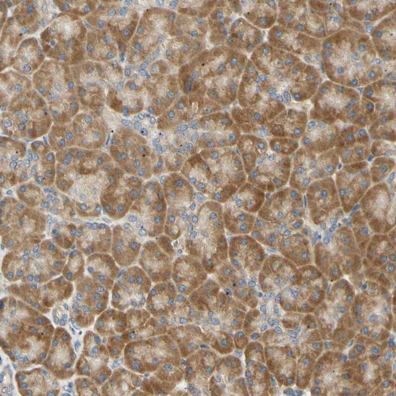 DNAJB12 Antibody - BSA Free Immunohistochemistry-Paraffin: DNAJB12 Antibody [NBP1-85208]