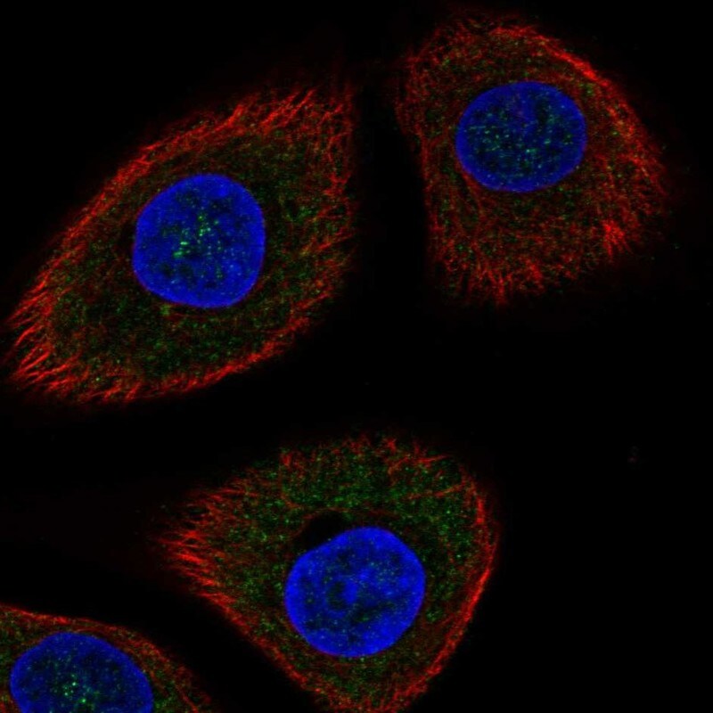 DDIT4 Antibody - BSA Free Immunocytochemistry/ Immunofluorescence: DDIT4 Antibody [NBP1-85211]