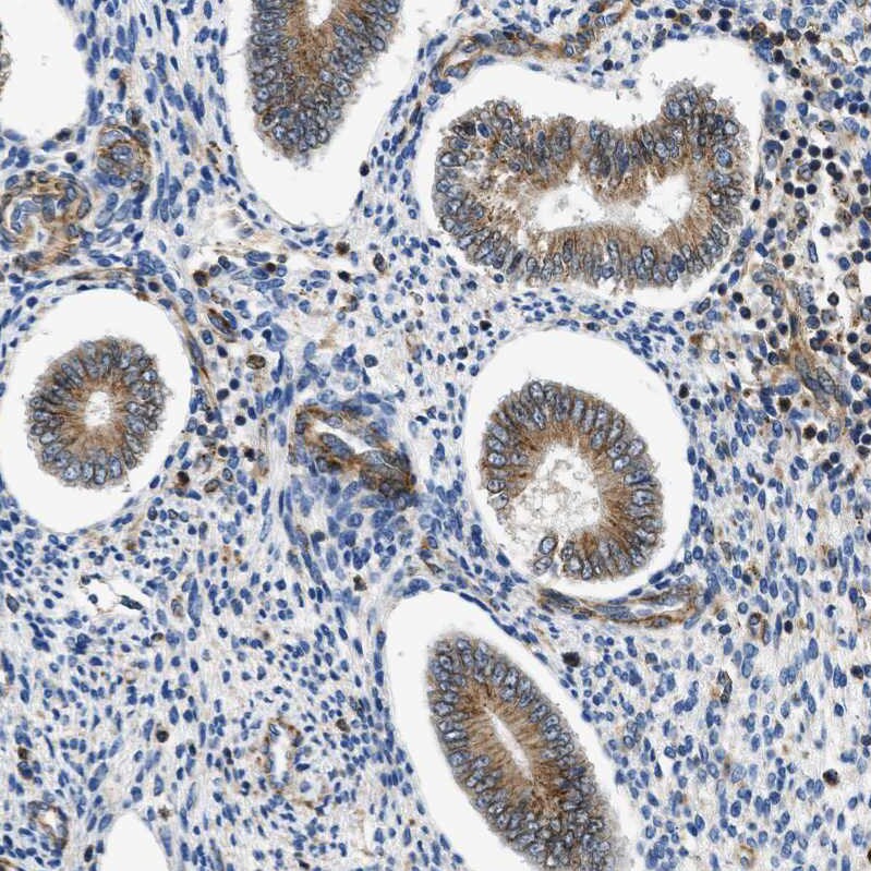 Septin-2 Antibody - BSA Free Immunohistochemistry-Paraffin: Septin-2 Antibody [NBP1-85212]