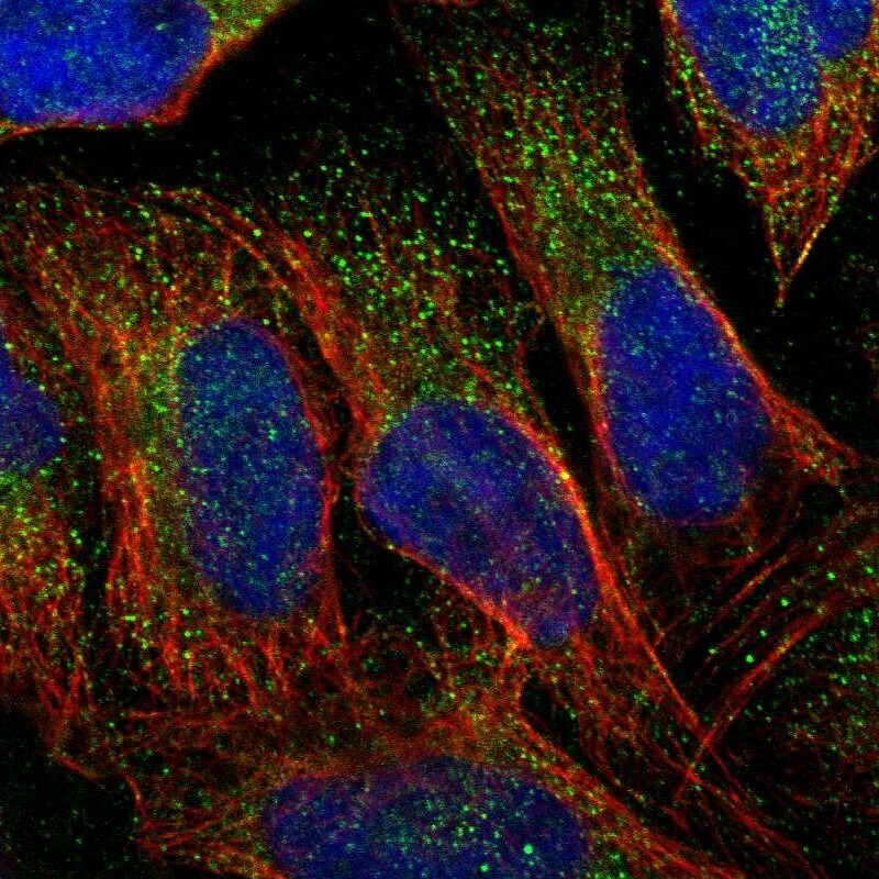 DERP6 Antibody - BSA Free Immunocytochemistry/ Immunofluorescence: DERP6 Antibody [NBP1-85250]
