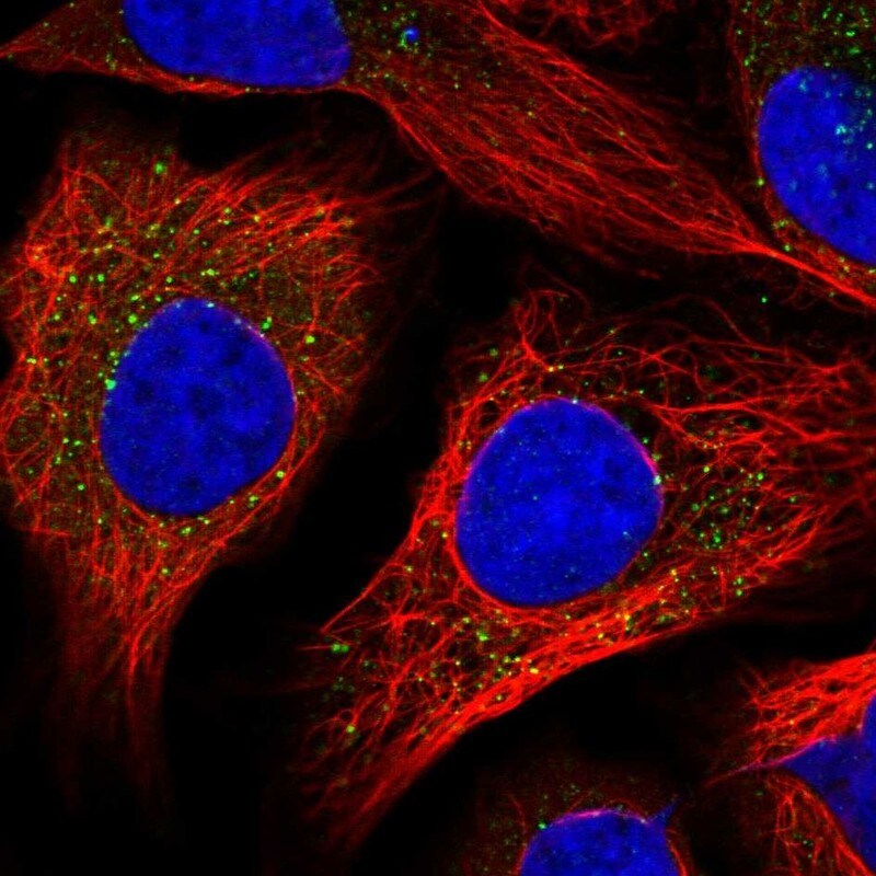 HSD17B4 Antibody - BSA Free Immunocytochemistry/ Immunofluorescence: HSD17B4 Antibody [NBP1-85297]
