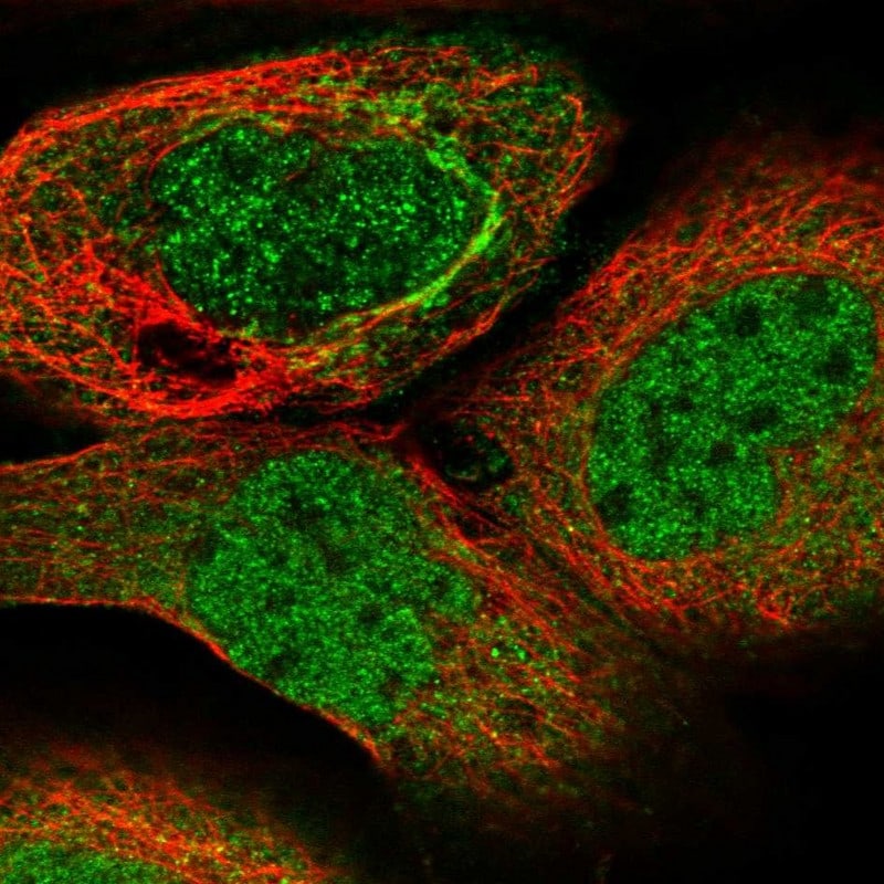 SPATA7 Antibody Immunocytochemistry/ Immunofluorescence: SPATA7 Antibody [NBP1-83194]