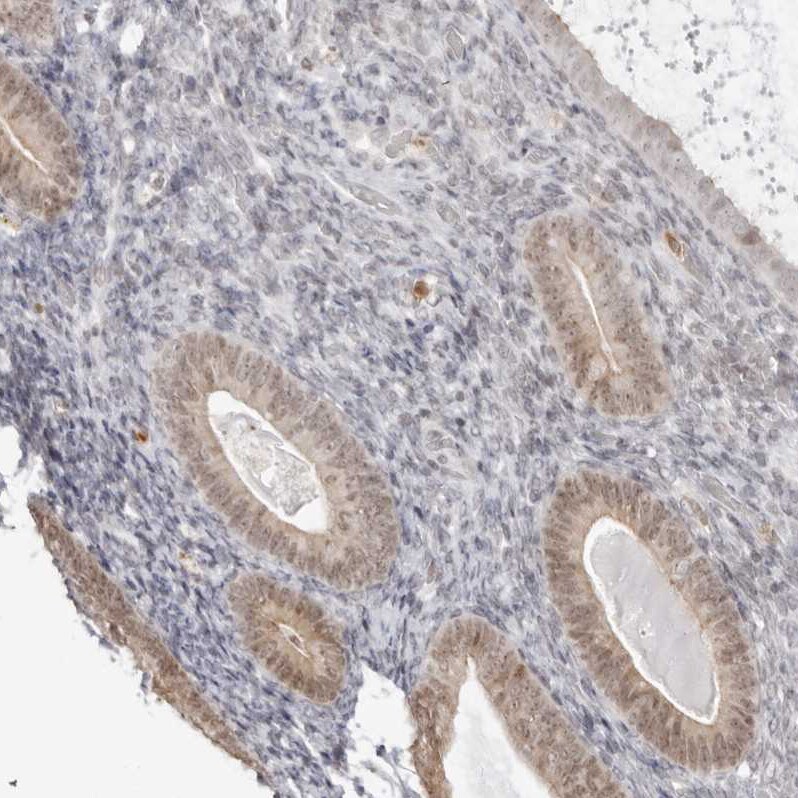 RNF146 Antibody Immunohistochemistry: RNF146 Antibody [RNF146 Antibody]