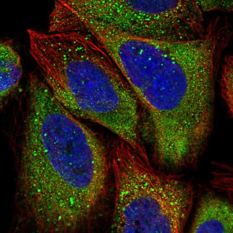 APEH Antibody - BSA Free Immunocytochemistry/ Immunofluorescence: APEH Antibody [NBP1-85332]